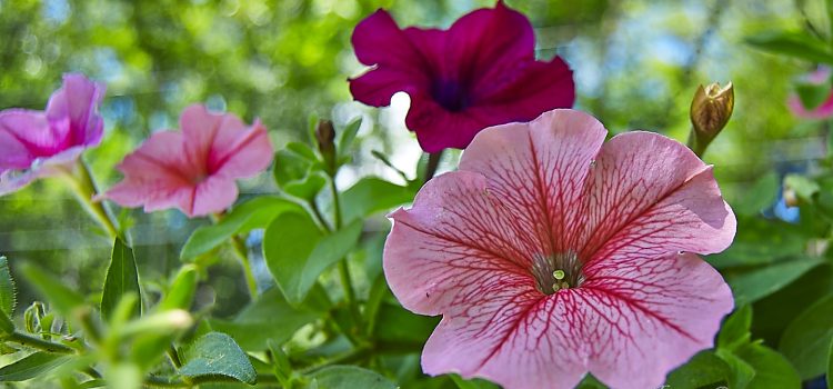 Petunias